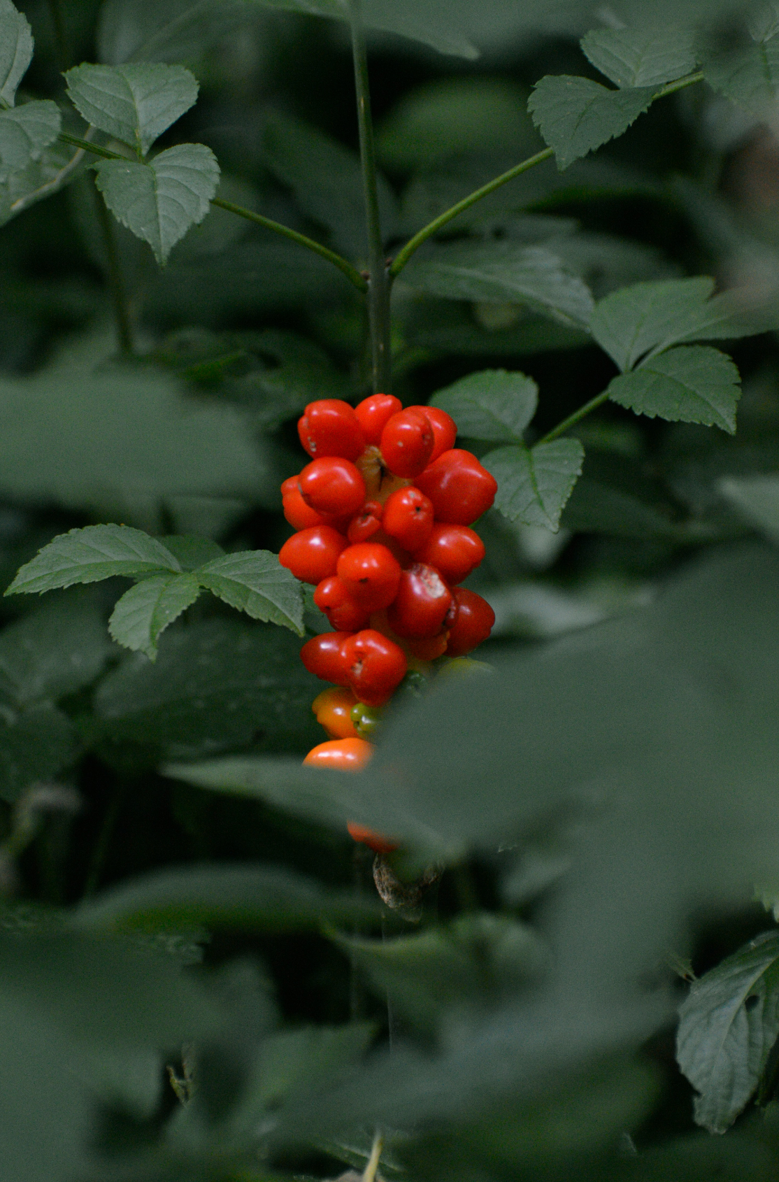 Sand Fog Berry Currant 10 oz scented candle - Image 2