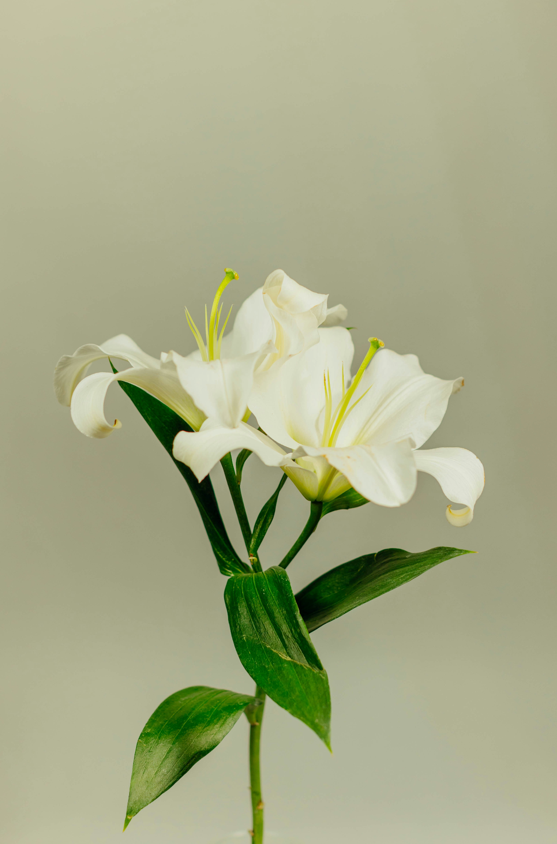Sand Fog Gardenia 11 oz scented candle - Image 2