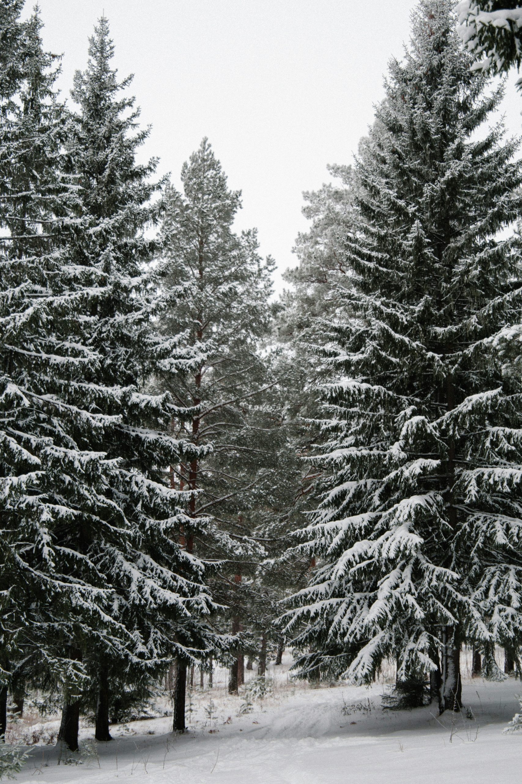 Sand Fog Winter Pine 12 oz scented candle - Image 2